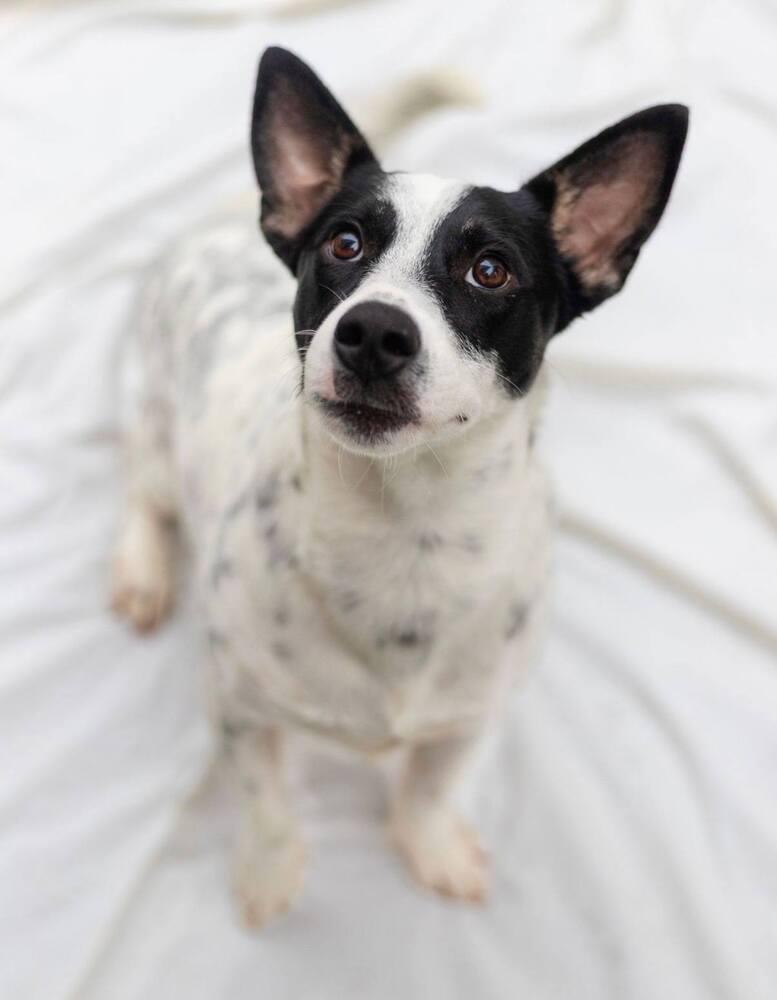 Enlarge Gordo, a Adoptable mixed breed in Breinigsville, PA image 2/3