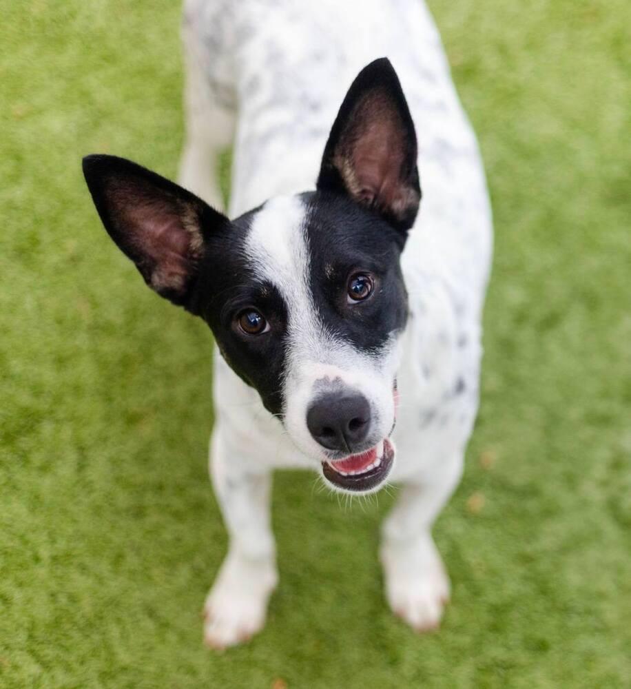 Enlarge Gordo, a Adoptable mixed breed in Breinigsville, PA image 3/3