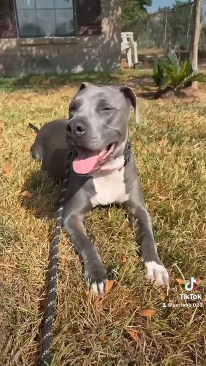 Enlarge Bella, a Adoptable American Bully in Dickinson, TX video 5/5