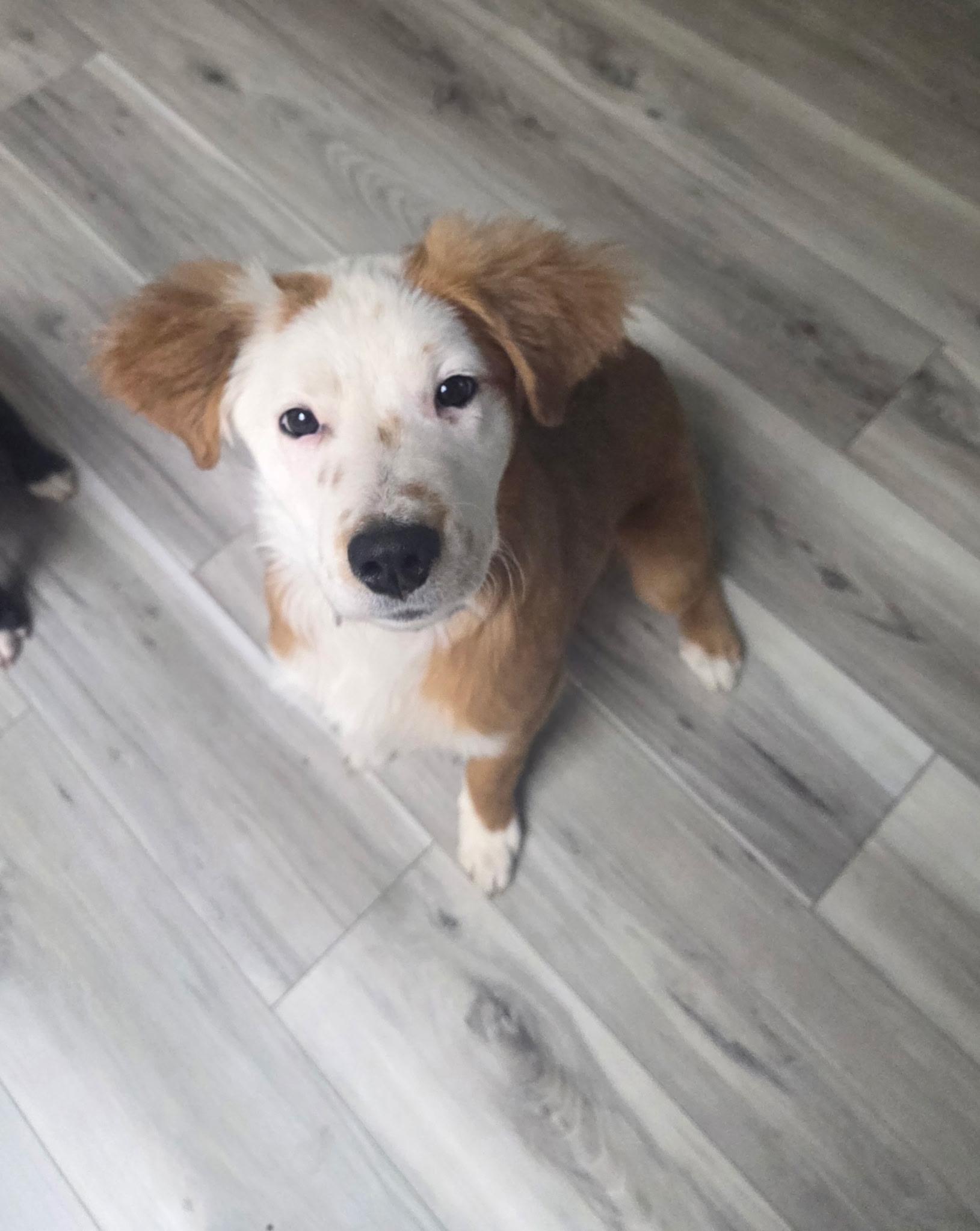 Enlarge Chief, an adopted Terrier in Penryn, CA image 1/3