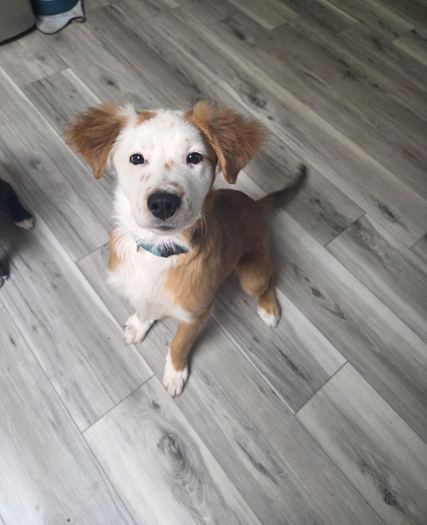 Enlarge Chief, an adopted Terrier in Penryn, CA image 2/3