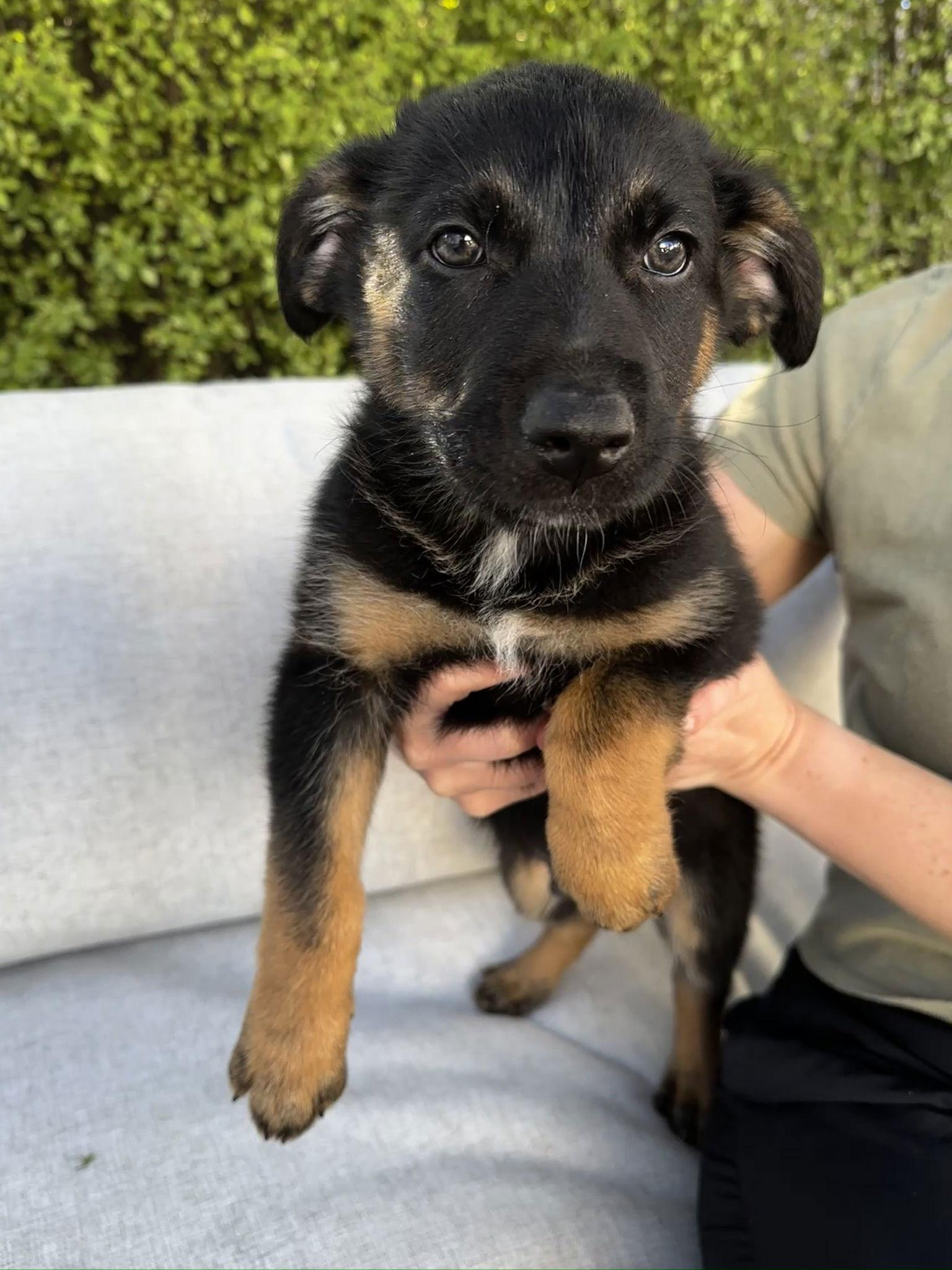 Enlarge Pepper Jack, a Adopted mixed breed in Sunnyvale, CA image 1/1