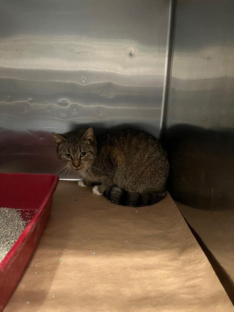 Enlarge Remy, a Adoptable mixed breed in Cartersville , GA image 1/1