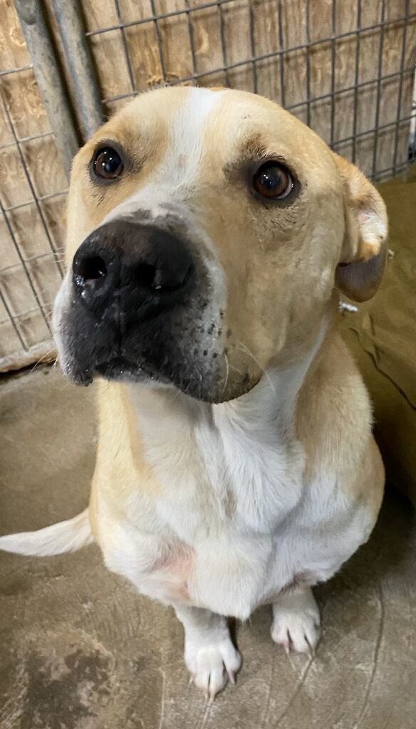 Dog for adoption Goliath, a Labrador Retriever in Polson, MT Petfinder