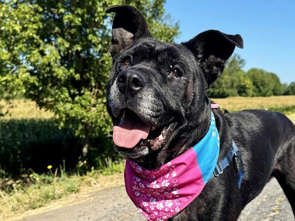 Enlarge Happy, a Adoptable mixed breed in Portland, OR image 1/6