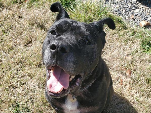 Enlarge Happy, a Adoptable mixed breed in Portland, OR image 2/6