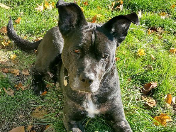 Enlarge Happy, a Adoptable mixed breed in Portland, OR image 3/6