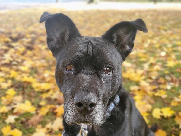 Enlarge Happy, a Adoptable mixed breed in Portland, OR image 4/6