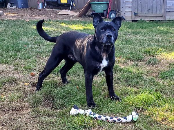 Enlarge Happy, a Adoptable mixed breed in Portland, OR image 6/6