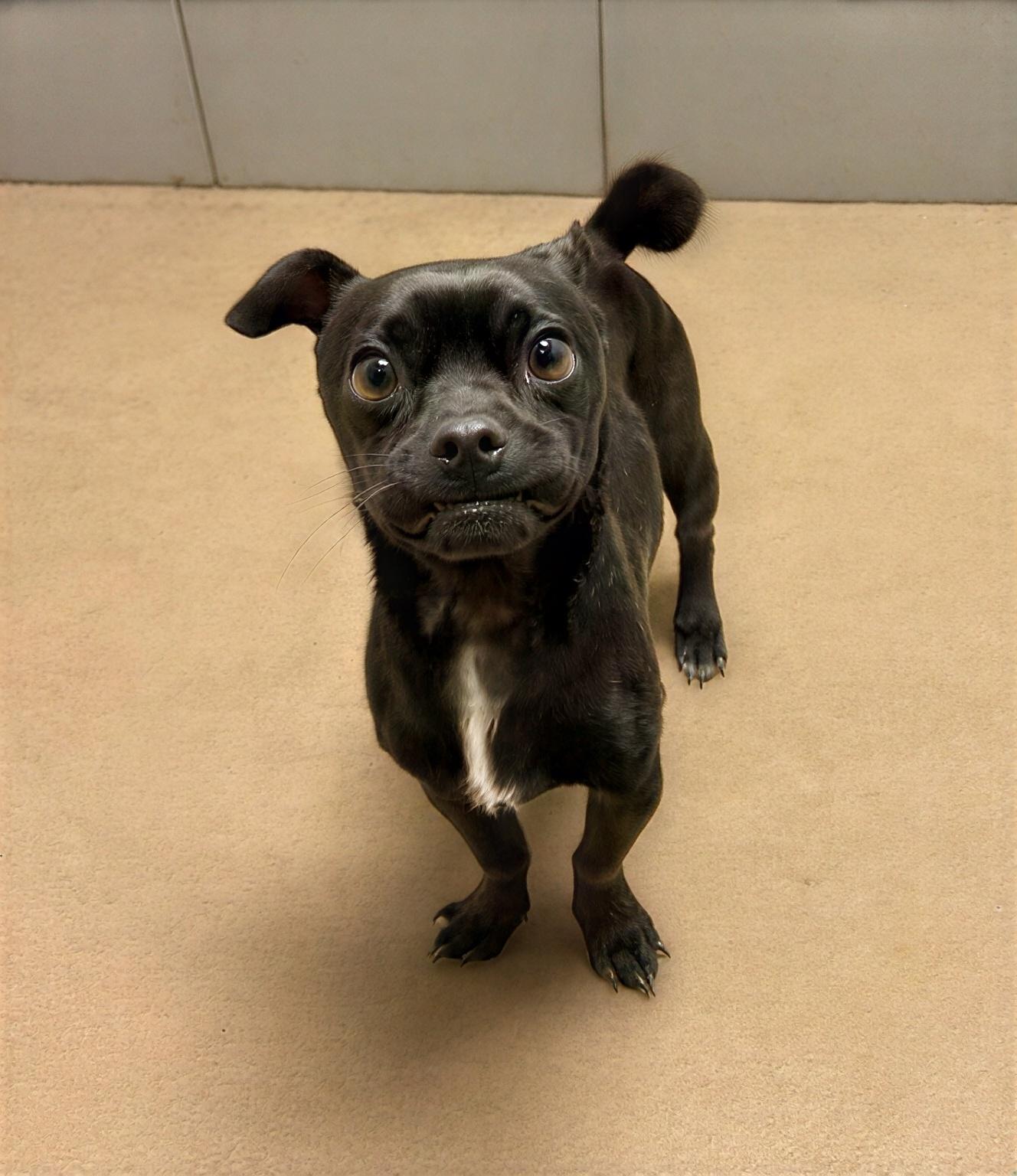 Bosco, adopted, Adult Male Mixed Breed.