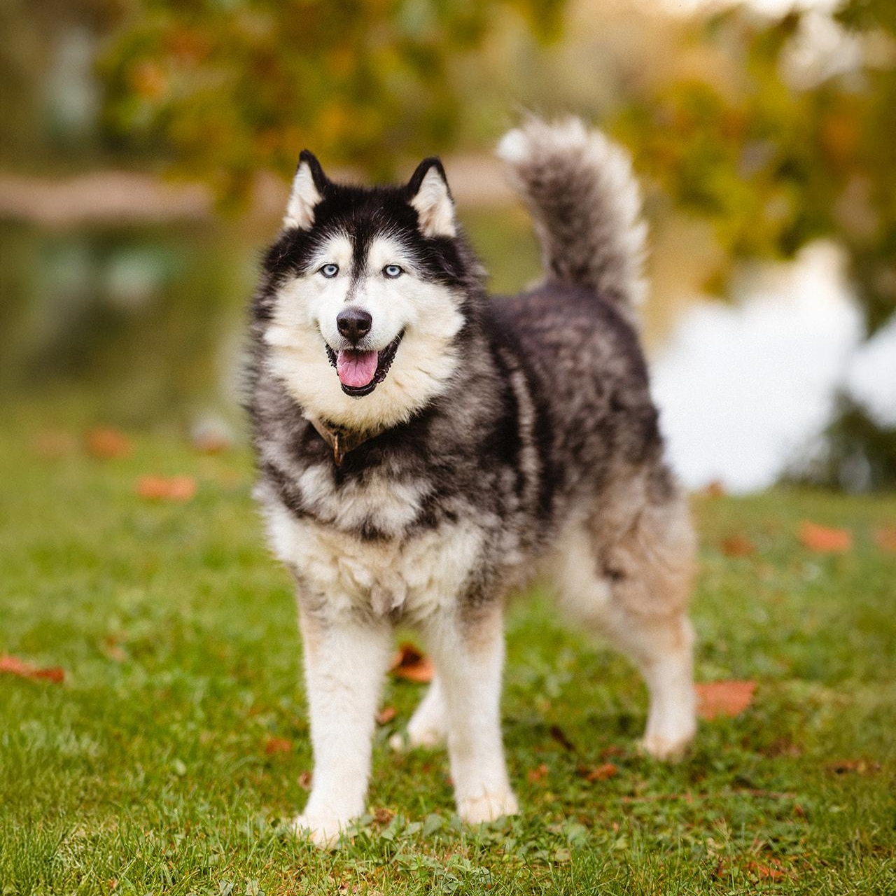 Tundra, a Adoptable Siberian Husky in Martinsville, IN image 1/3