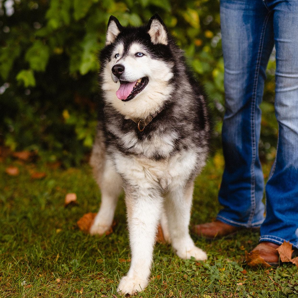 Tundra, a Adoptable Siberian Husky in Martinsville, IN image 2/3