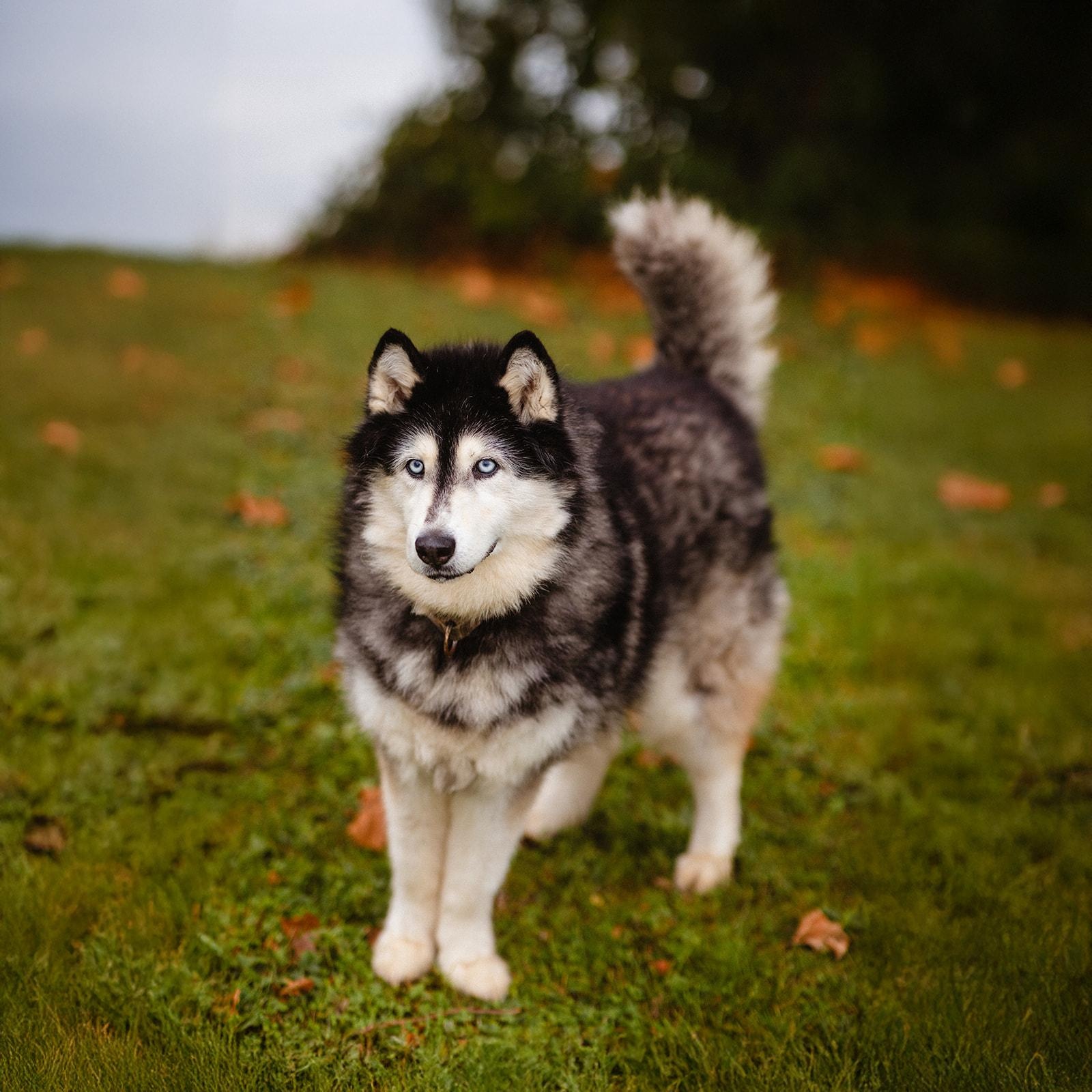 Tundra, a Adoptable Siberian Husky in Martinsville, IN image 3/3