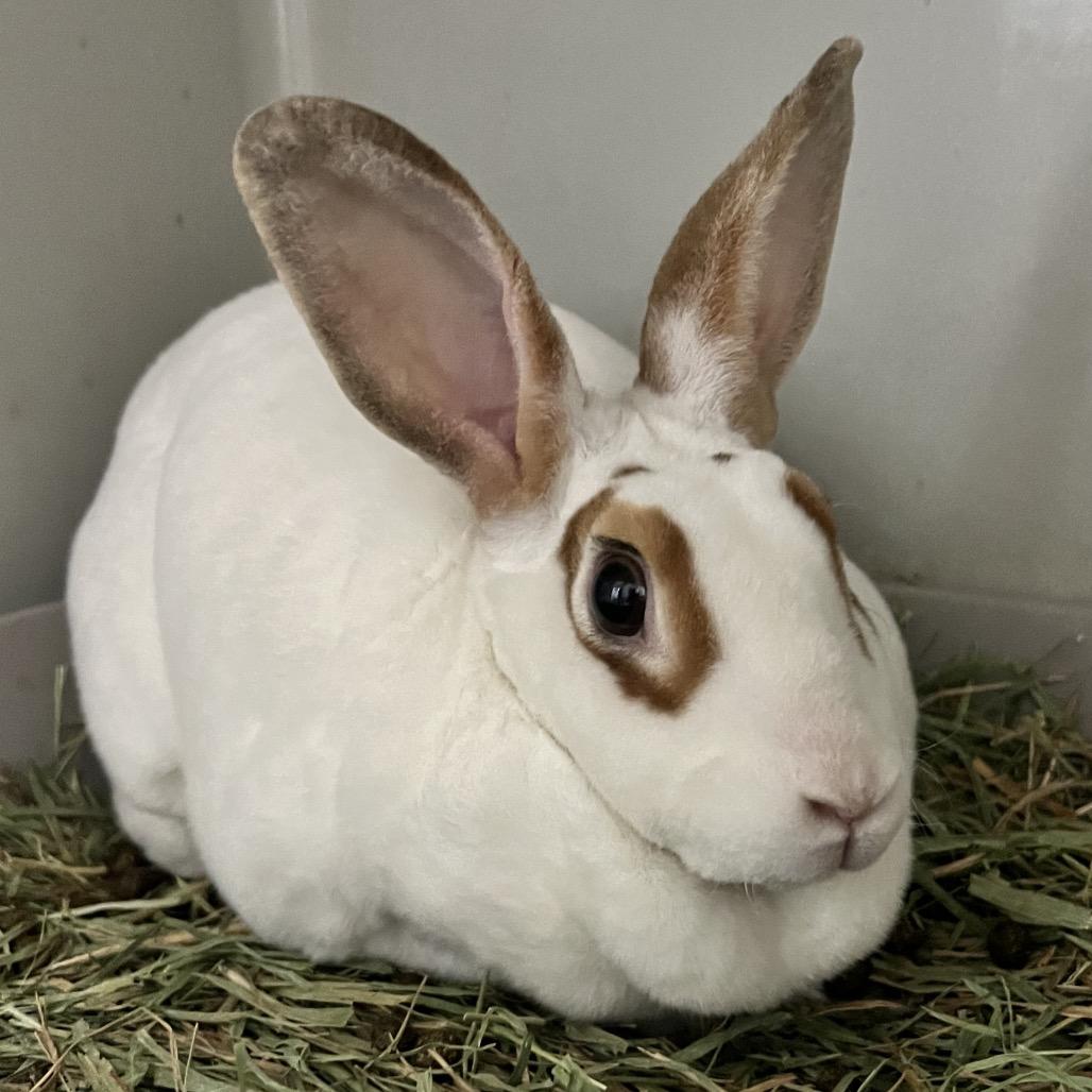 Hopscotch, Adoptable, Adult Female Rex & English Spot.