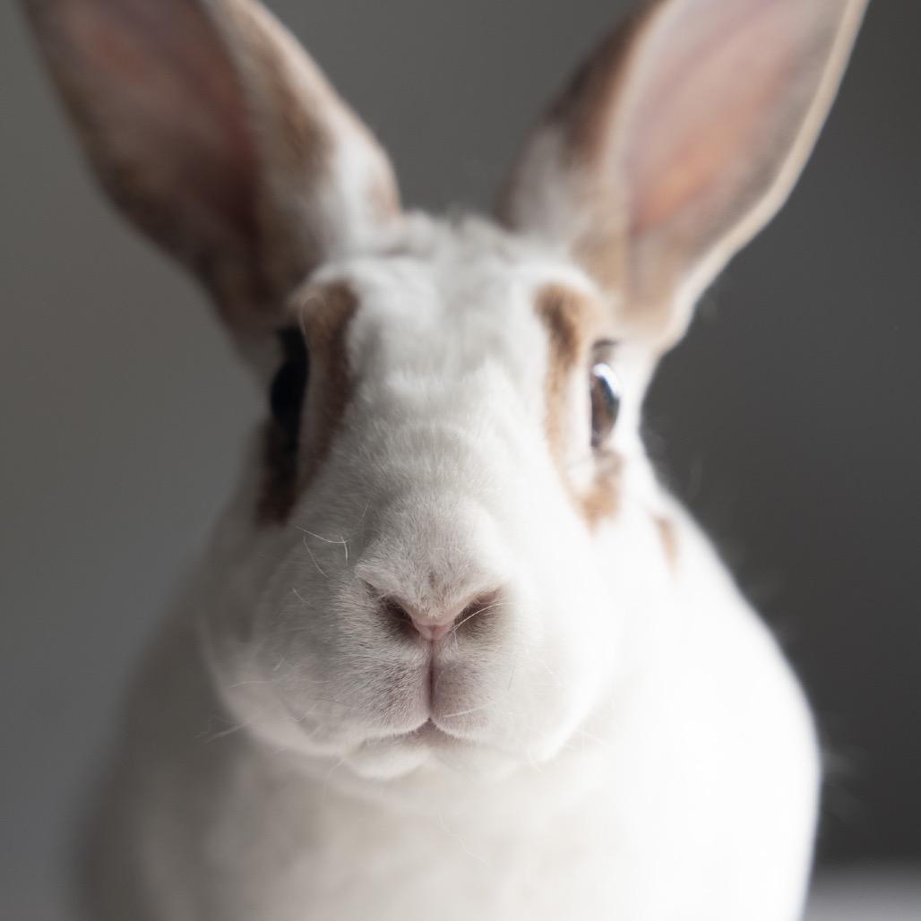 Enlarge Hopscotch, a Adoptable mixed breed in Kennesaw, GA image 2/3