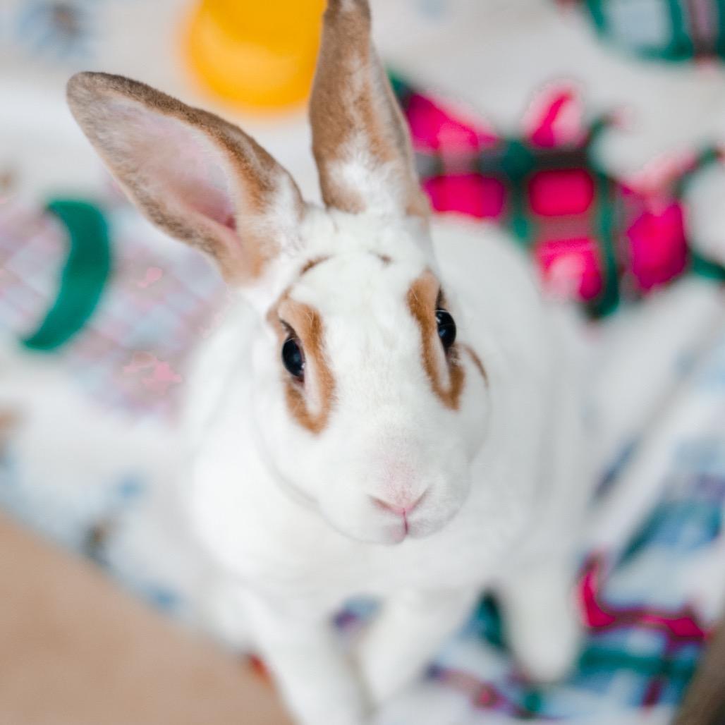Enlarge Hopscotch, a Adoptable mixed breed in Kennesaw, GA image 3/3