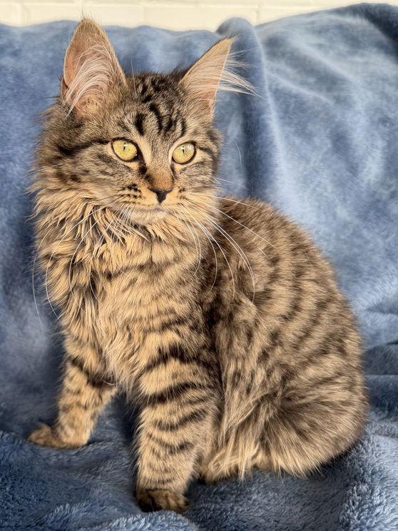 Enlarge Madeline26, a Adopted mixed breed in Nashville, TN image 1/3