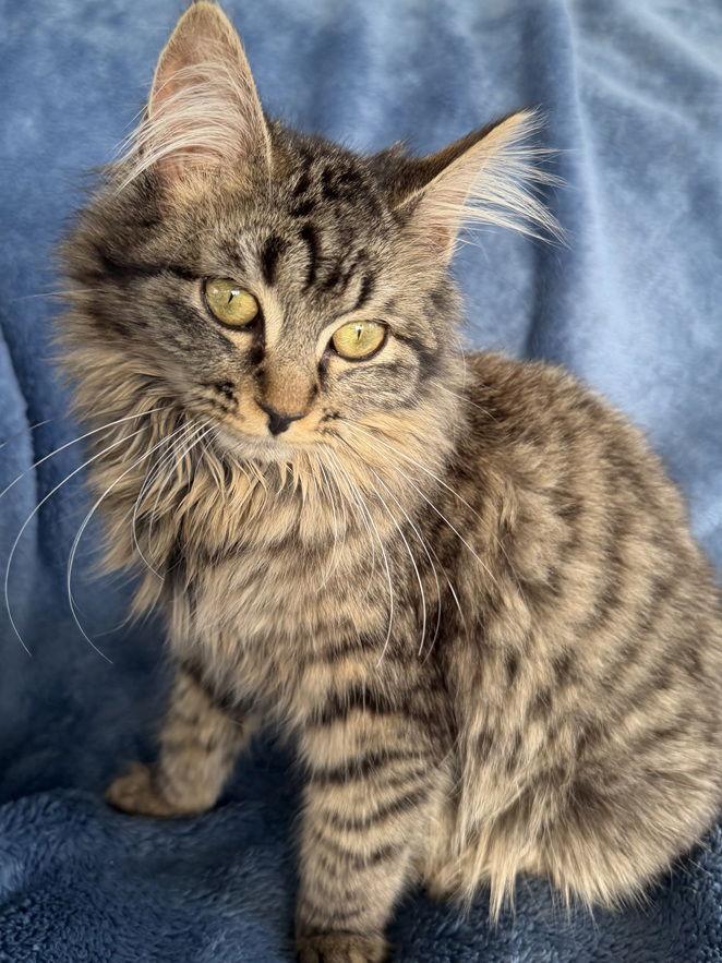 Enlarge Madeline26, a Adopted mixed breed in Nashville, TN image 2/3