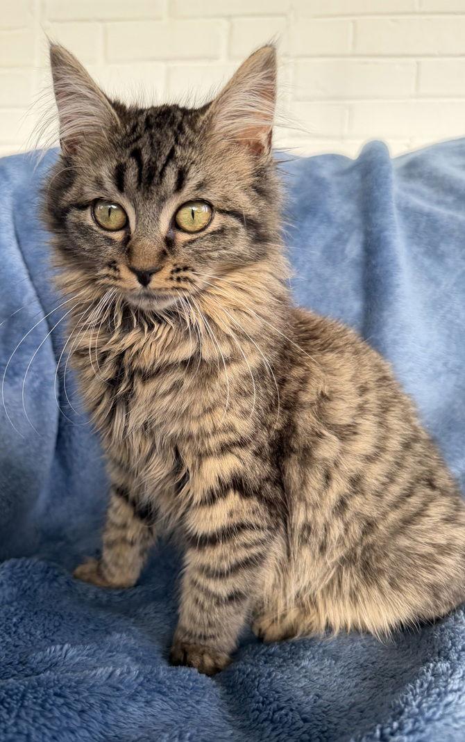 Enlarge Madeline26, a Adopted mixed breed in Nashville, TN image 3/3