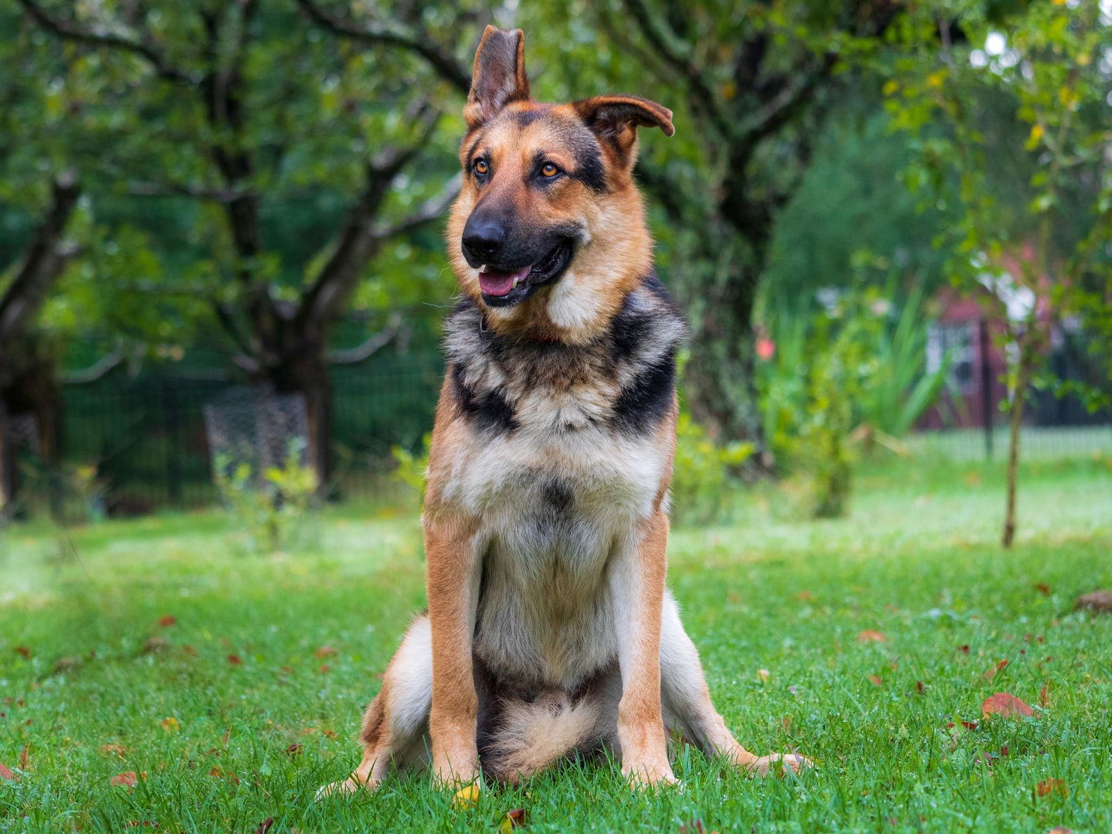 Enlarge HUCKLEBERRY IS UR FRIEND, a Adopted German Shepherd Dog in Franklin, TN image 1/3
