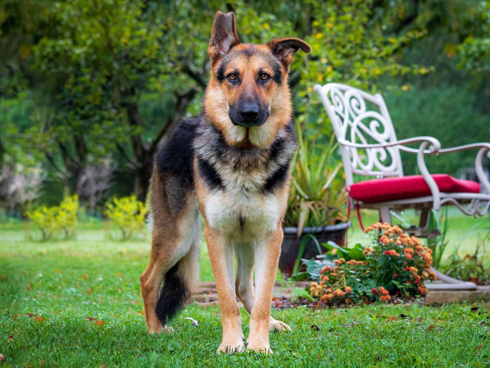 Enlarge HUCKLEBERRY IS UR FRIEND, a Adopted German Shepherd Dog in Franklin, TN image 2/3