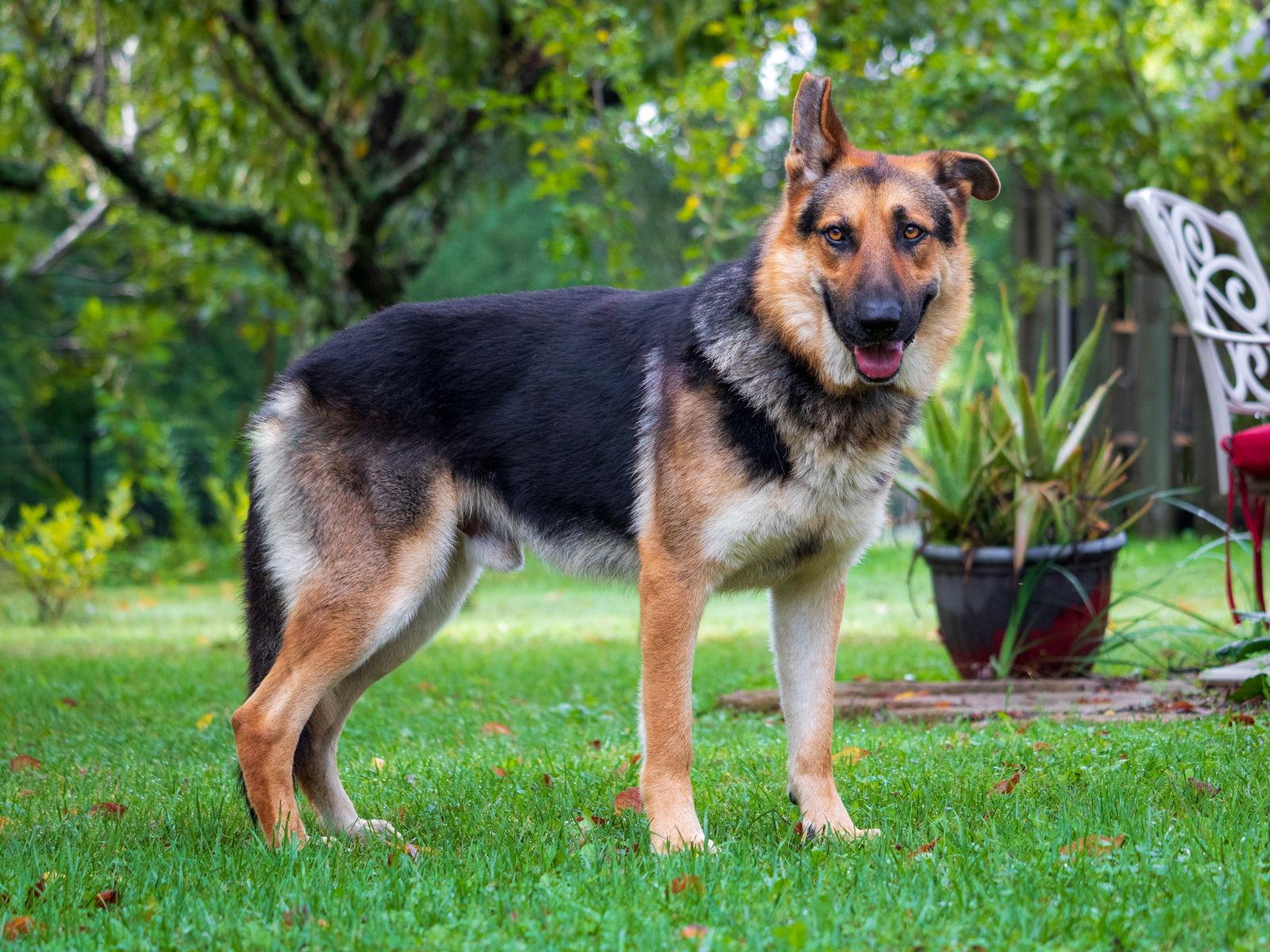 Enlarge HUCKLEBERRY IS UR FRIEND, a Adopted German Shepherd Dog in Franklin, TN image 3/3