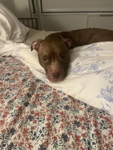 Chestnut — thumbnail 2