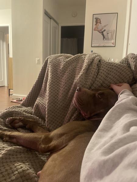 Chestnut — thumbnail 3