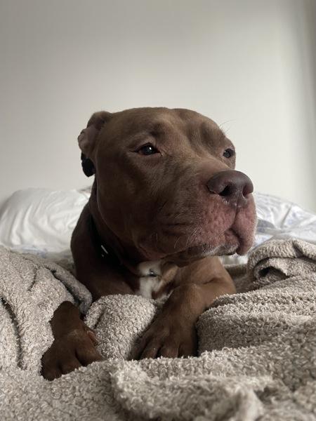 Chestnut — thumbnail 4