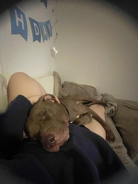 Chestnut — thumbnail 5