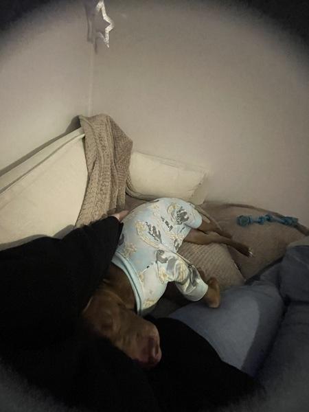 Chestnut — thumbnail 6