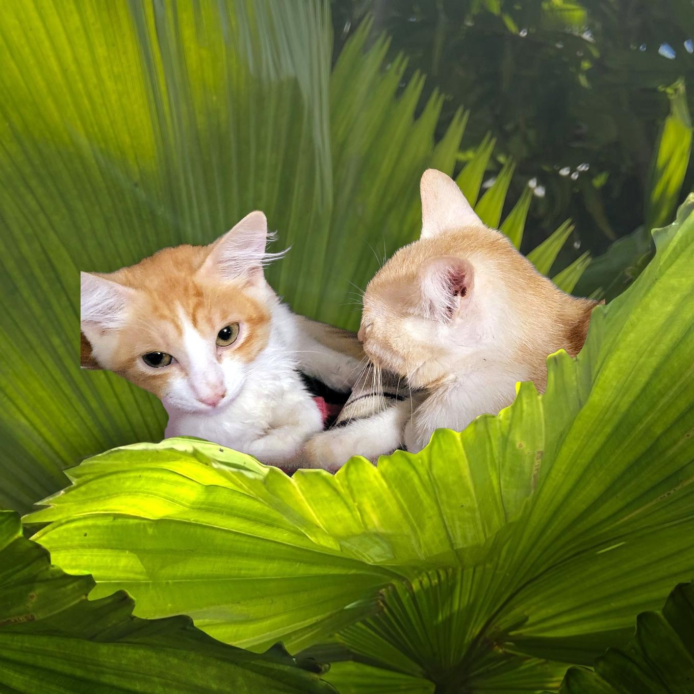 Enlarge SugarBear, a Adopted Maine Coon in New Port Richey, FL image 6/6