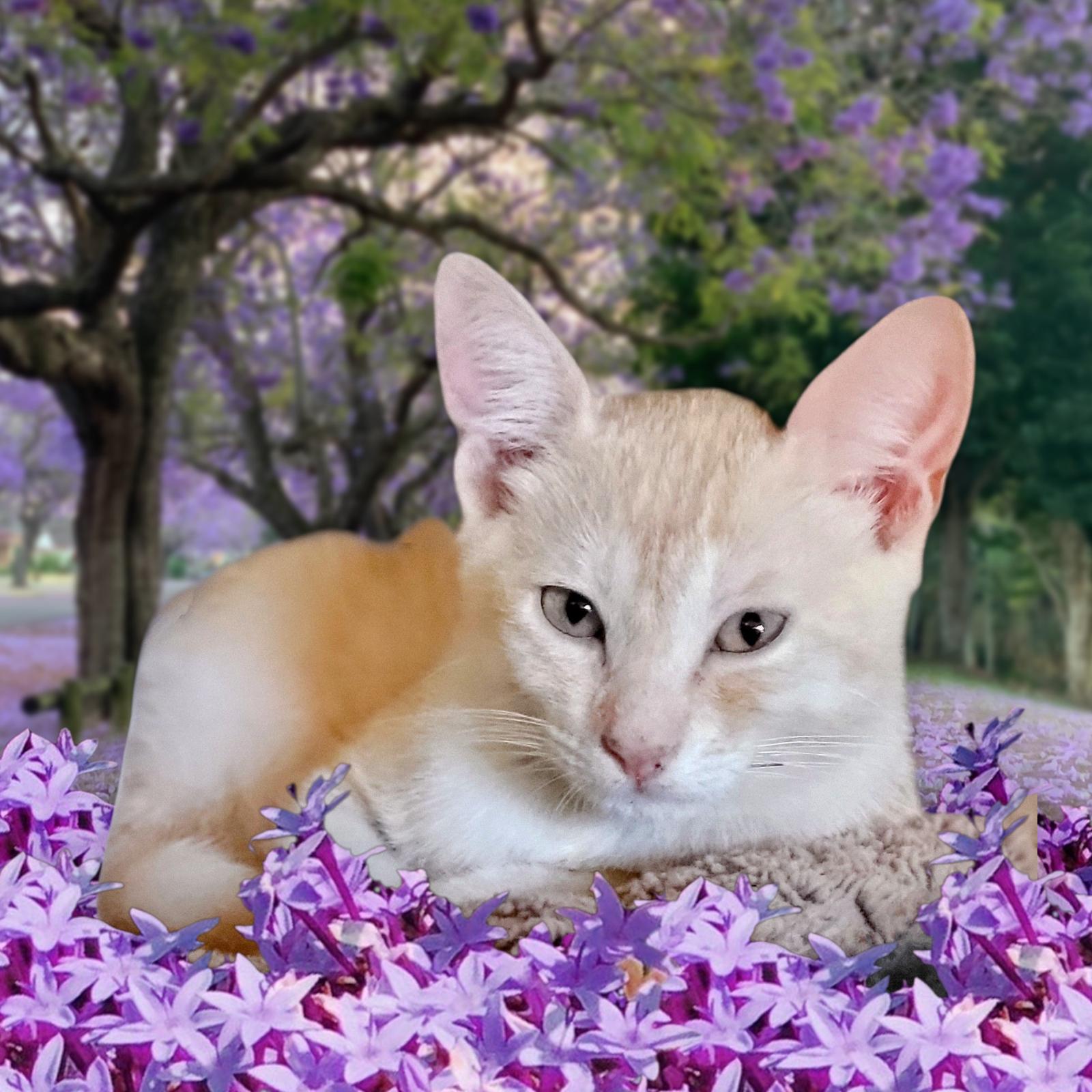 Enlarge SugarBear, a Adopted Maine Coon in New Port Richey, FL image 2/6