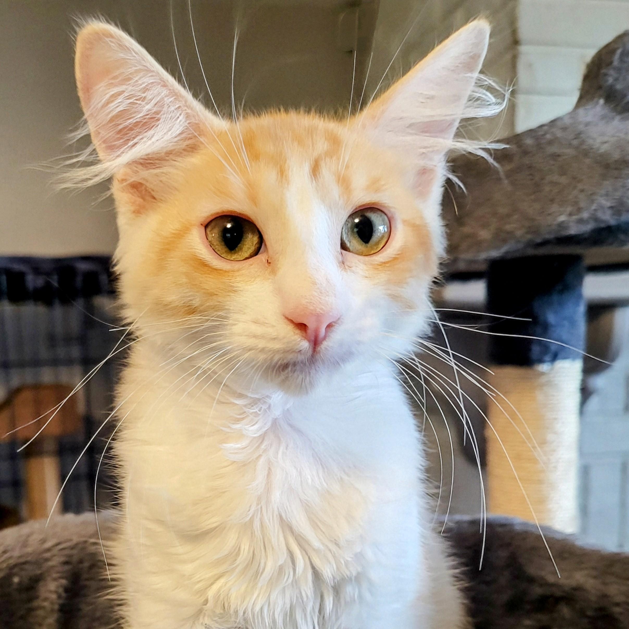 Enlarge SugarBear, a Adopted Maine Coon in New Port Richey, FL image 5/6