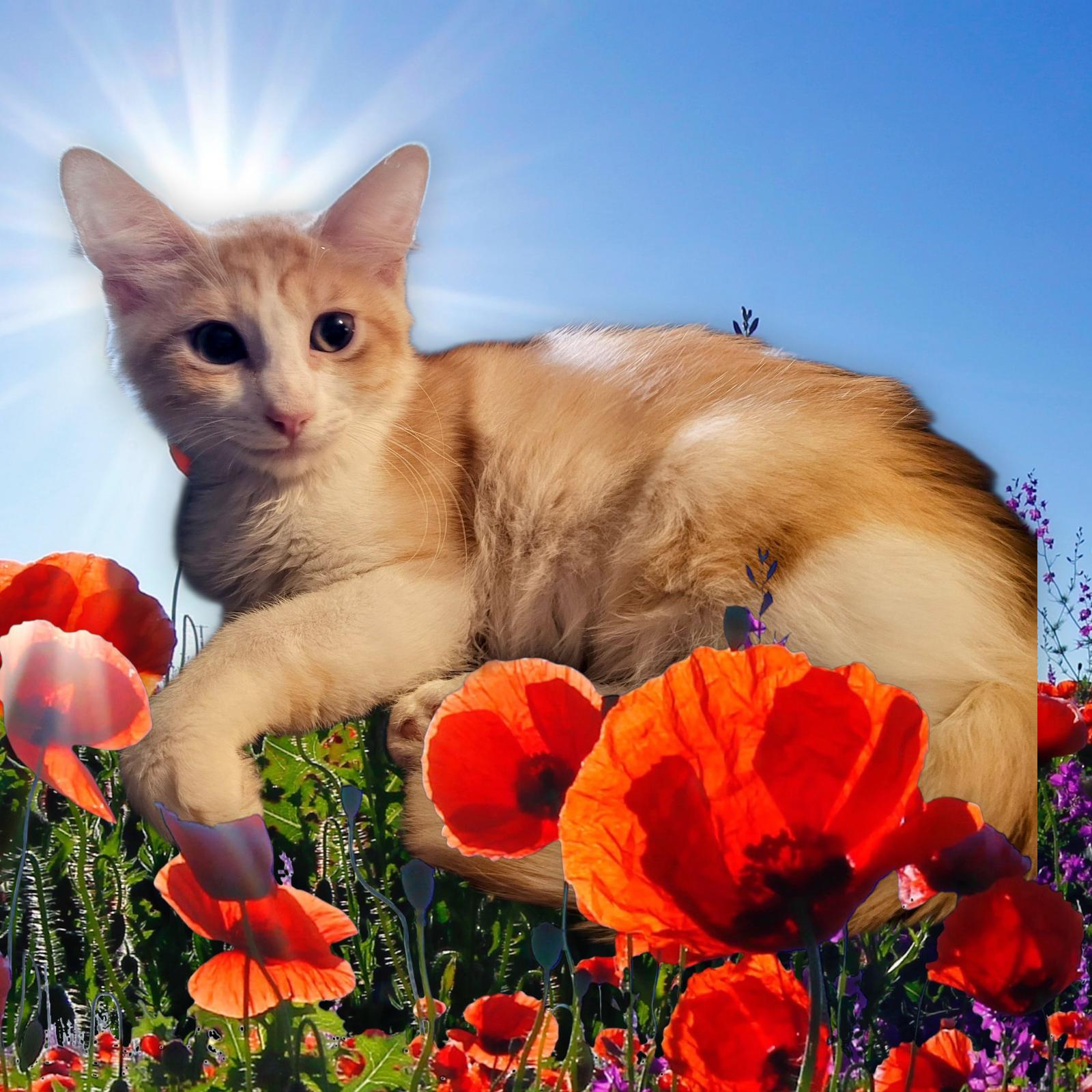 Enlarge SugarBear, a Adopted Maine Coon in New Port Richey, FL image 4/6