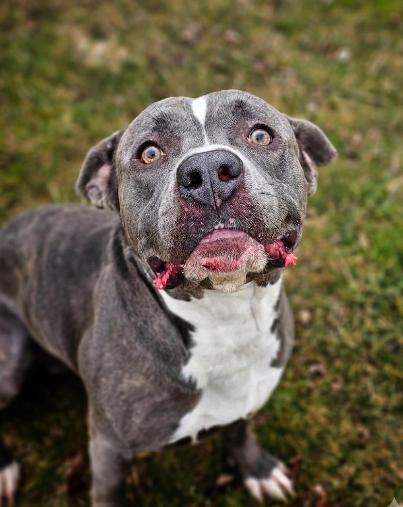 Enlarge Hank, a ADOPTABLE mixed breed in Bay City, MI image 2/3