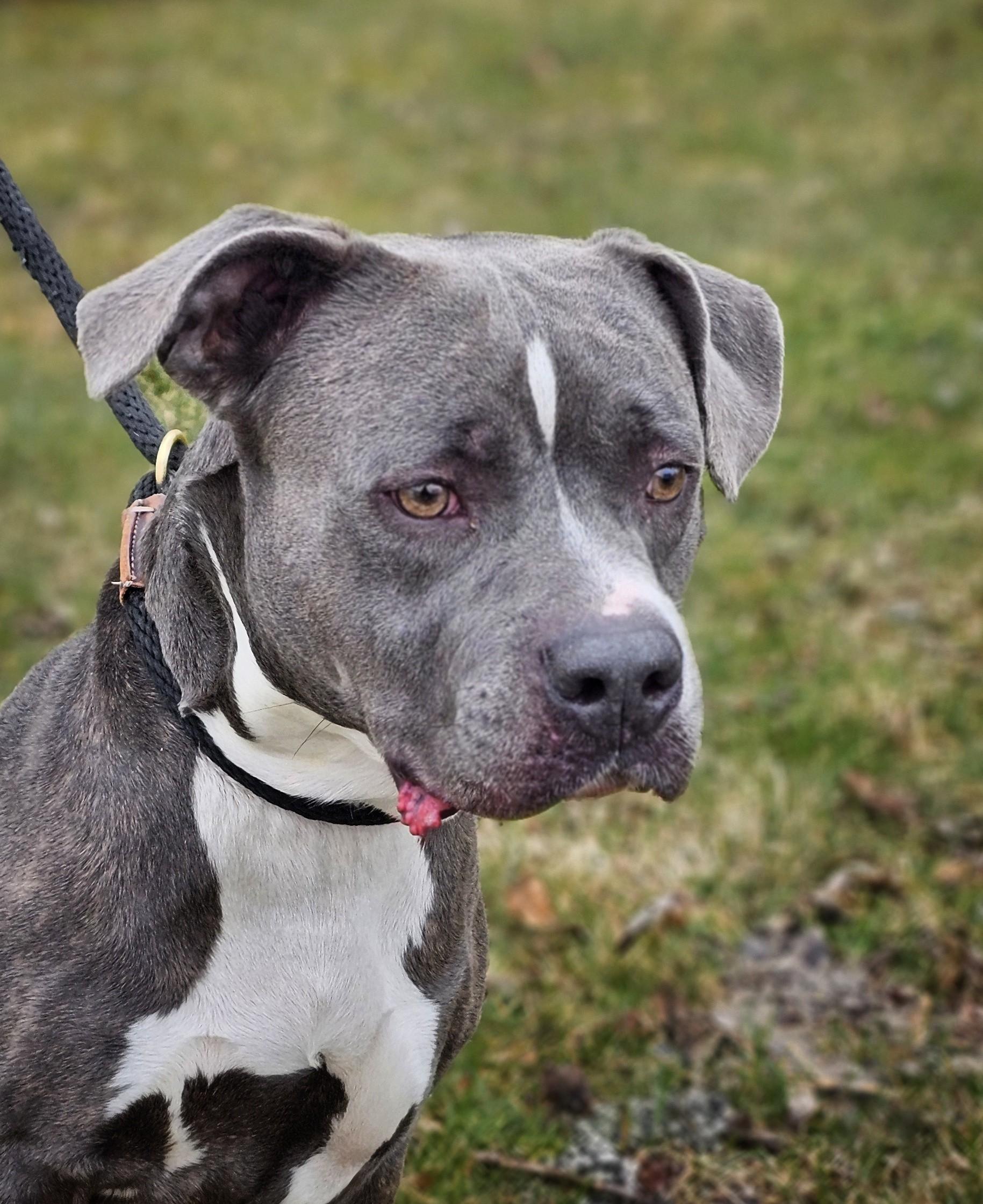 Hank, ADOPTABLE, Adult Male Pit Bull Terrier.