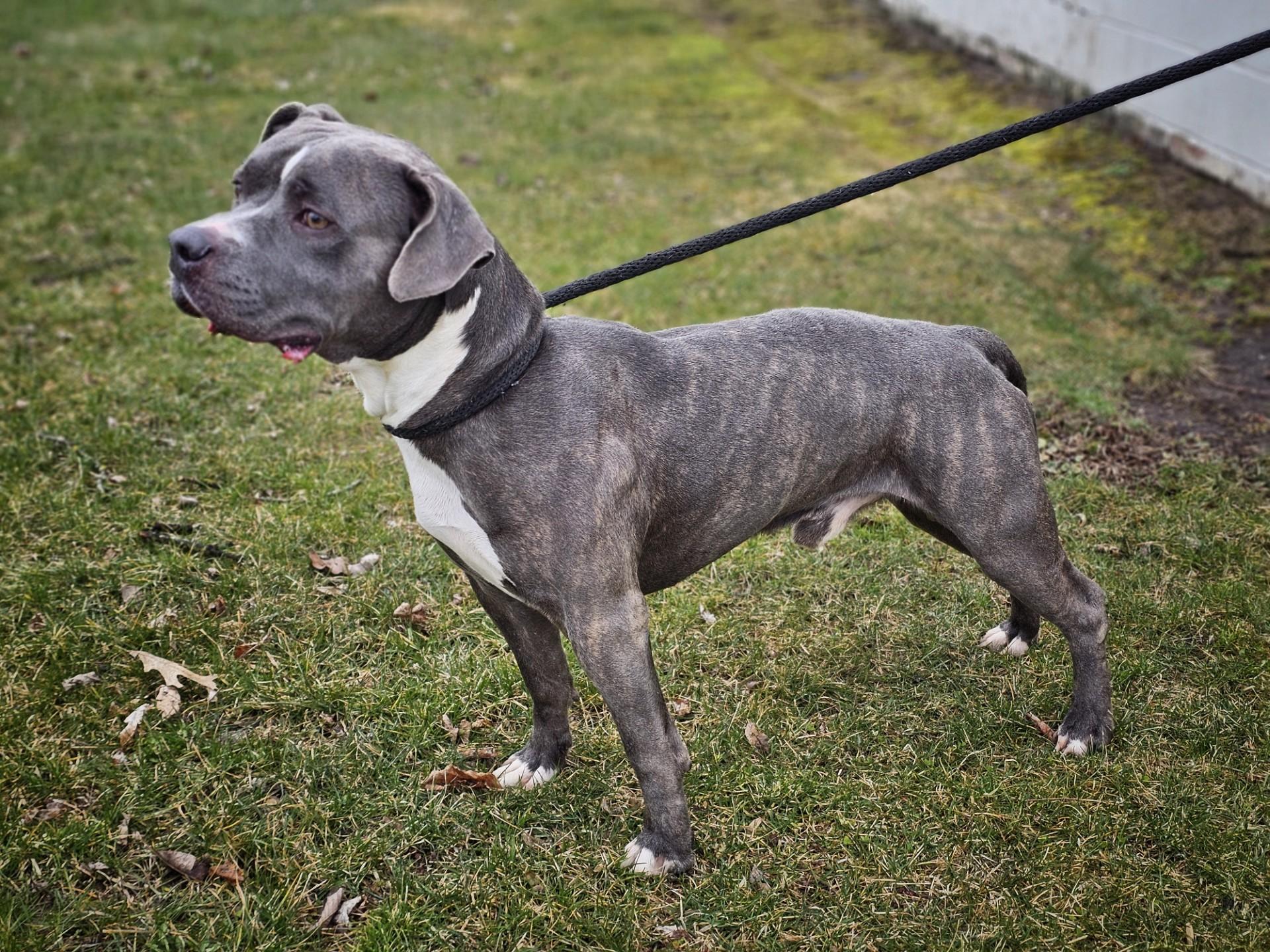 Enlarge Hank, a ADOPTABLE mixed breed in Bay City, MI image 3/3