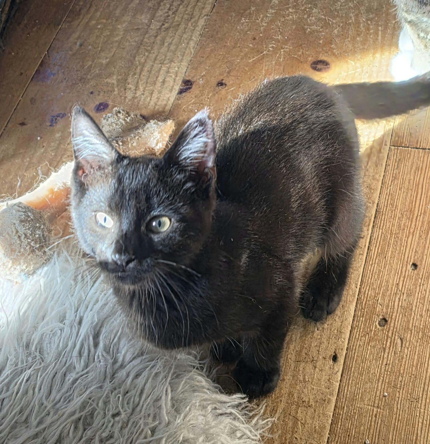 Purrcy, Adoptable, Young Male Domestic Short Hair.