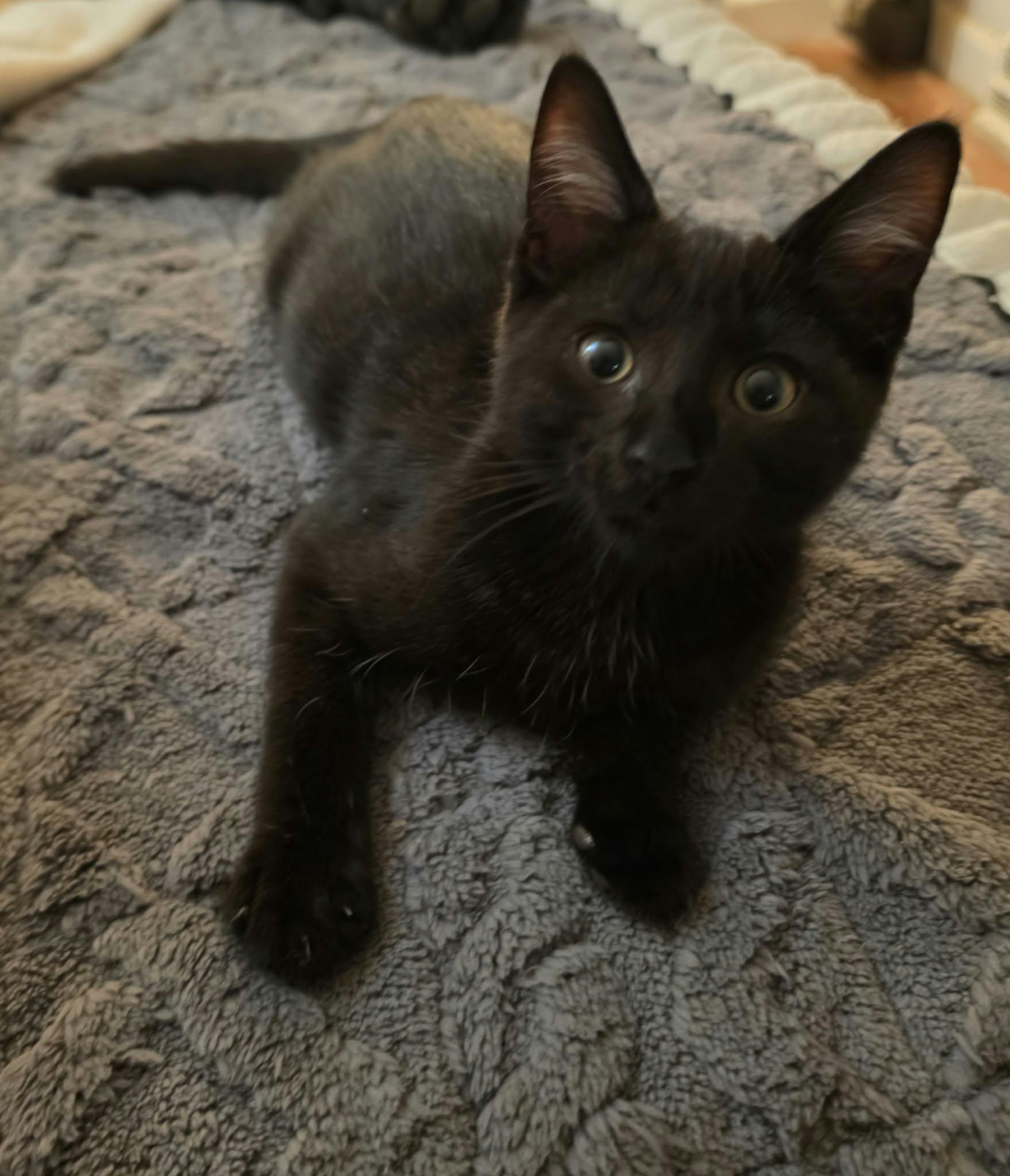Enlarge Purrcy, a Adoptable Domestic Short Hair in Belchertown, MA image 2/2