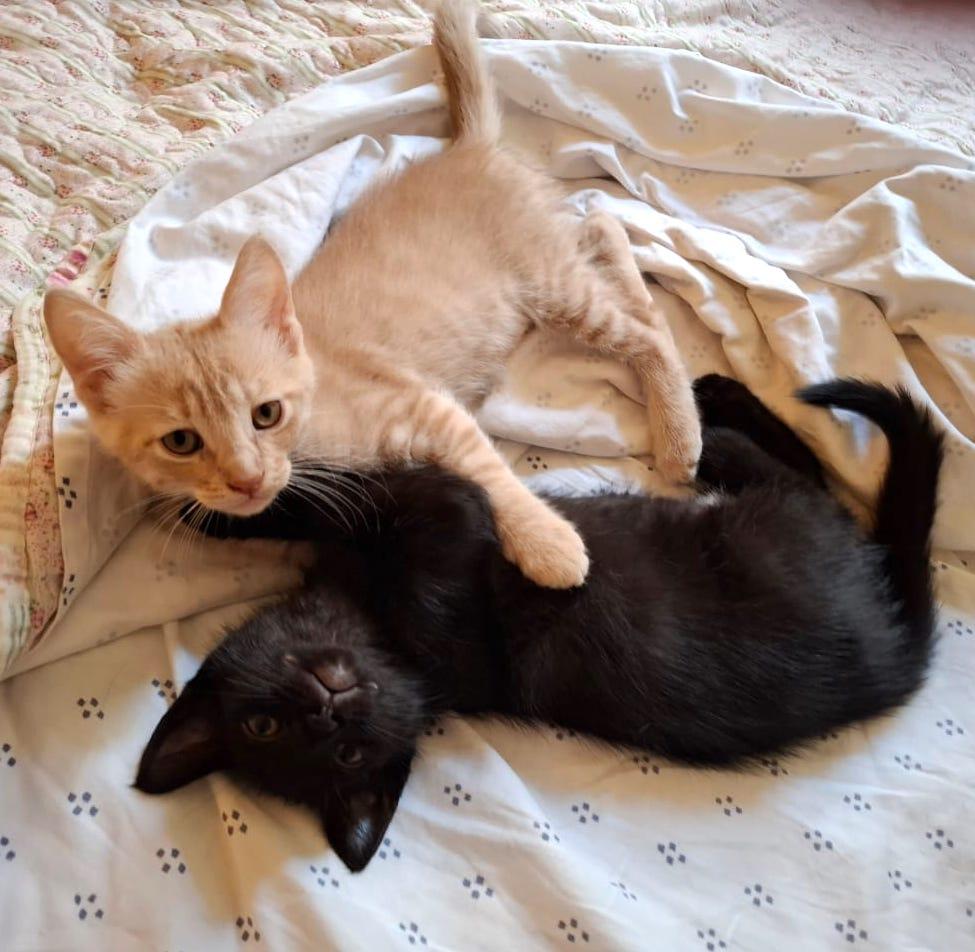 Vainilla (5), an adoptable Domestic Short Hair in Mexicali, BCN, 21280 | Photo Image 2