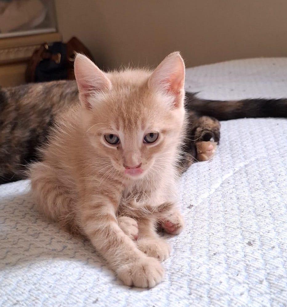 Vainilla (5), Baby Female Domestic Short Hair