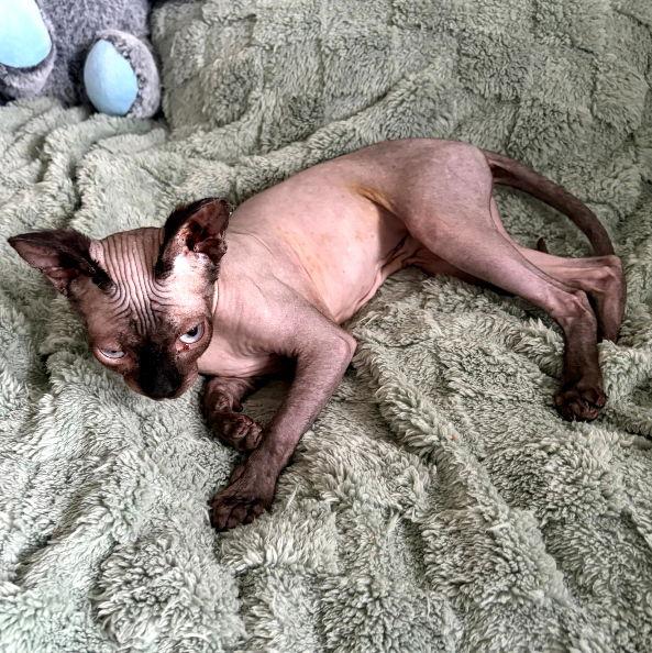 Enlarge Sukii, a Adopted Sphynx / Hairless Cat in San Jose, CA image 1/2