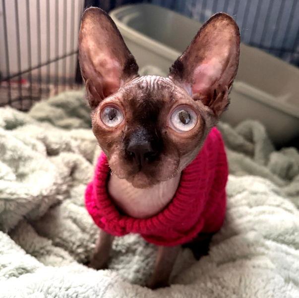 Enlarge Sukii, a Adopted Sphynx / Hairless Cat in San Jose, CA image 2/2