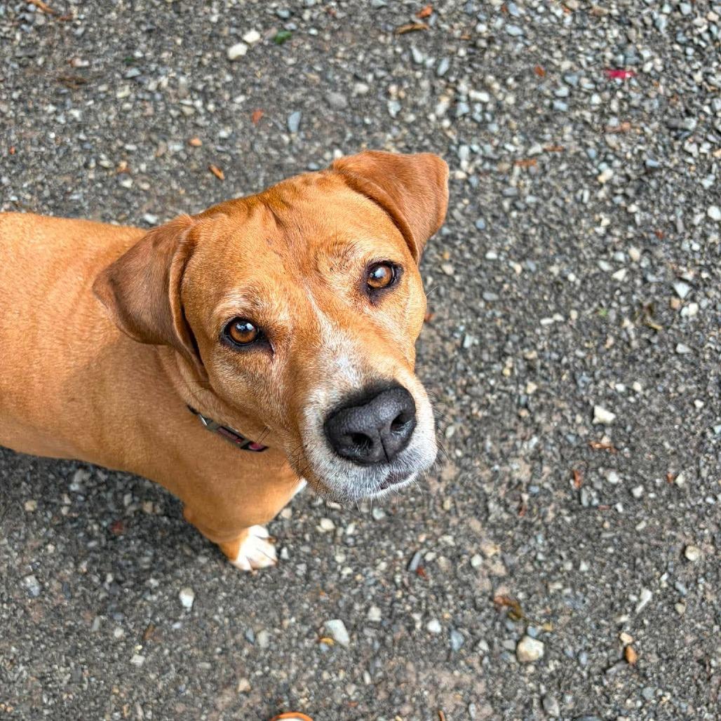 Lyra, Adoptable, Senior Female Hound & Labrador Retriever.