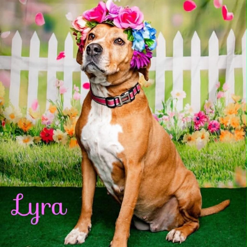 Lyra, Adoptable, Senior Female Hound & Labrador Retriever.