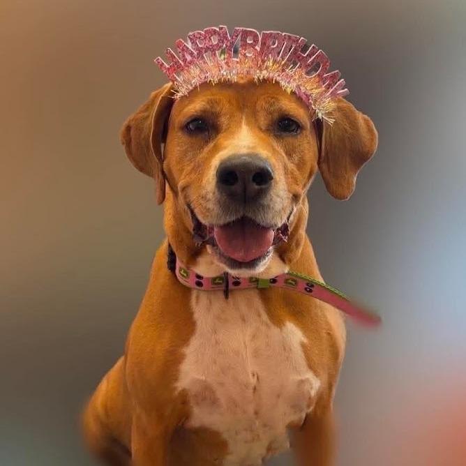Enlarge Lyra, a Adoptable mixed breed in Oak Ridge, TN image 3/6