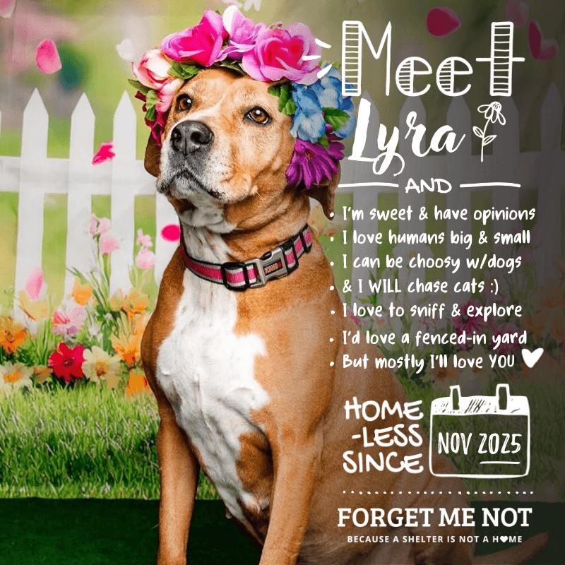 Enlarge Lyra, a Adoptable mixed breed in Oak Ridge, TN image 4/6