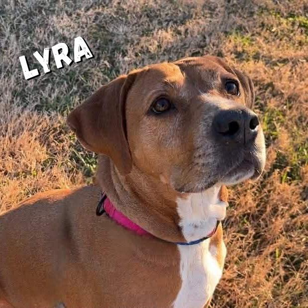 Enlarge Lyra, a Adoptable mixed breed in Oak Ridge, TN image 5/6