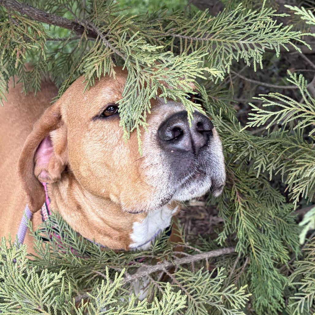 Enlarge Lyra, a Adoptable mixed breed in Oak Ridge, TN image 6/6